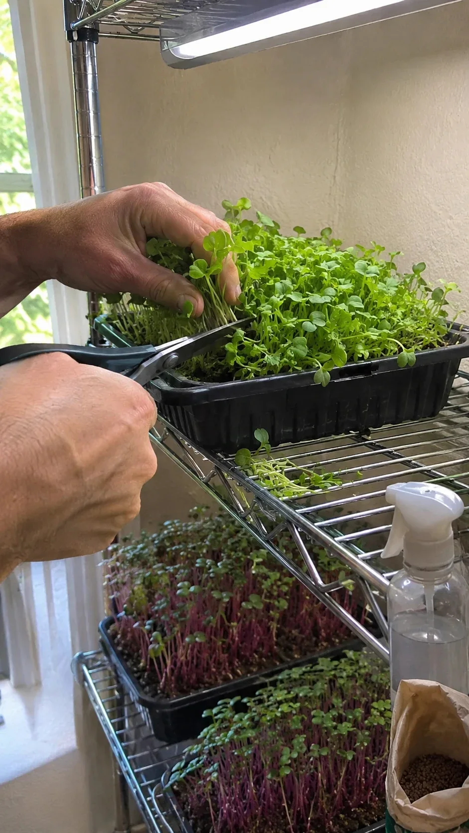 Hands harvesting a tray of fresh microgreens on a small shelf at home